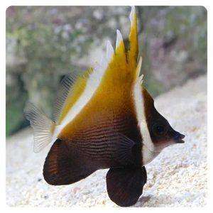 Heniochus varius