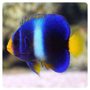 Holacanthus africanus