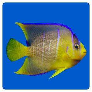Holacanthus Bermudensis
