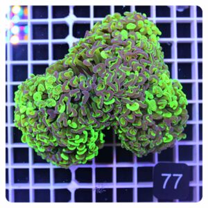 Euphyllia ancora