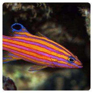 liopropoma-swalesi