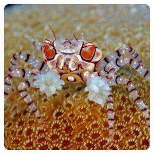 Lybia tessellata