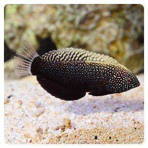Macropharyngodon negrosensis