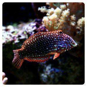 Macropharyngodon ornatus