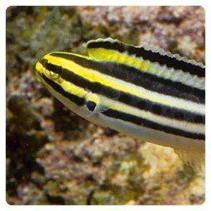 meiacanthus-lineatus