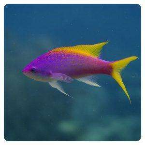 Mirolabrichthys evansi