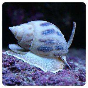 Nassarius Distortus