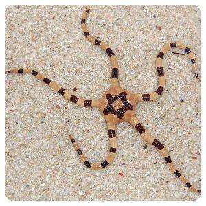 Ophiolepis superba