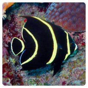 pomacanthus paru juvenile