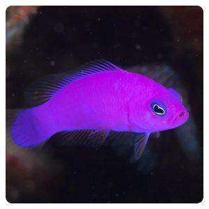 Pictichromis porphyrea