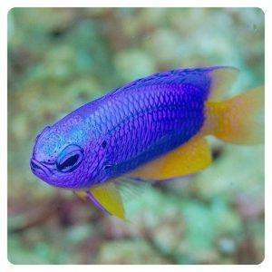 Pomacentrus coelestis