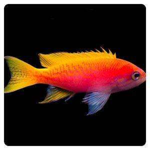 Pseudanthias Bimaculatus