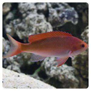 Pseudanthias Kashiwae