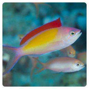 Nemanthias dispar