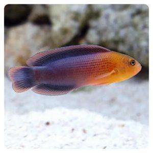 pseudochromis-dilectus