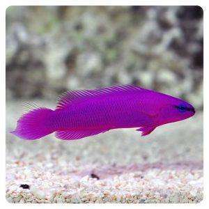 pseudochromis-fridmani