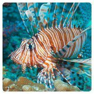 pterois-miles