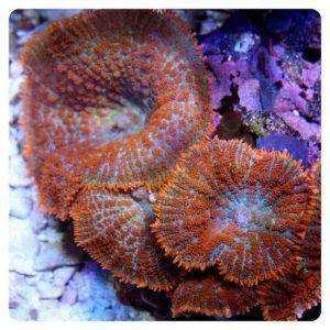 Rhodactis inchoata
