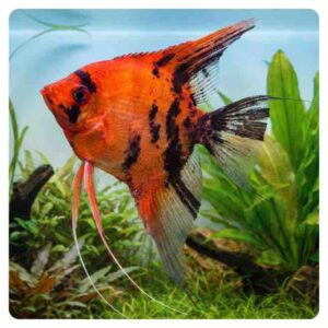 Pterophyllum scalare Red Devil