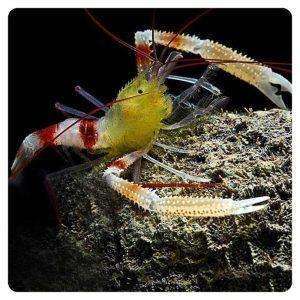 Stenopus zanzibaricus