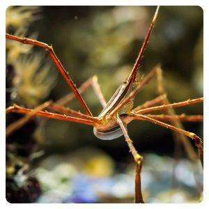 Stenorhynchus seticornis