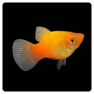 Xiphophorus Maculatus Sun set