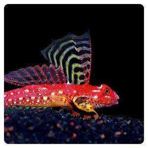 Synchiropus sycorax