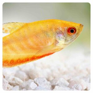 Trichogaster trichopterus Gold