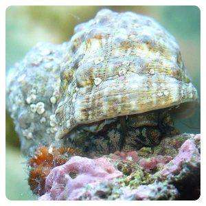 Turbo snail
