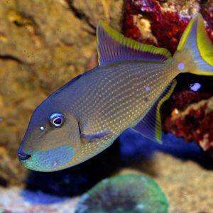 Xanthichthys-auromarginatus