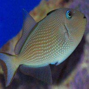 Xanthichthys-auromarginatus