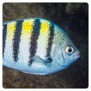 abudefduf-saxatilis