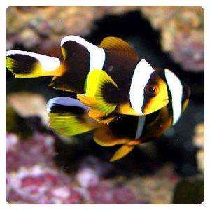 amphiprion allardi