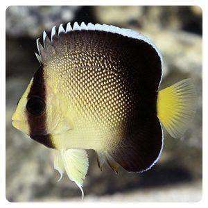 Apolemichthys xanthurus T.B.