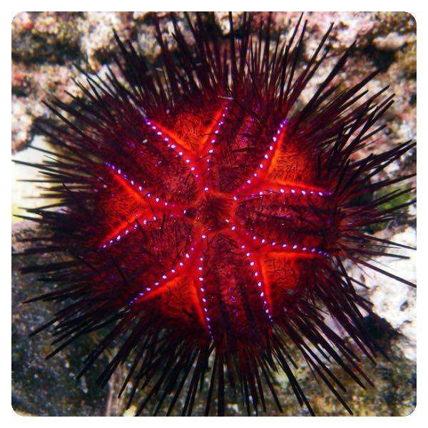 Astropyga radiata