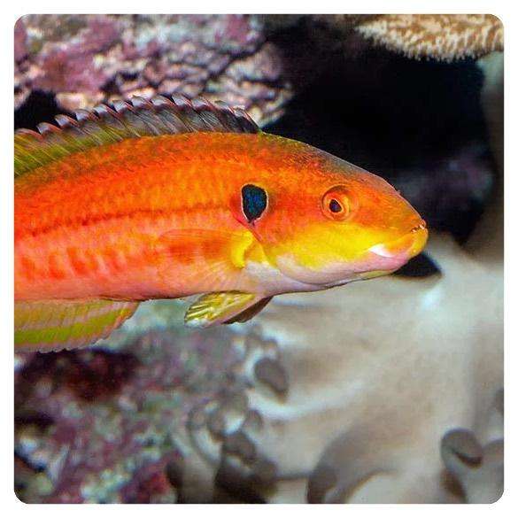bodianus-bimaculatus