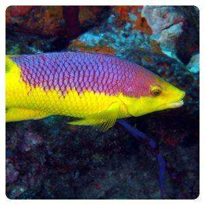 bodianusrufus