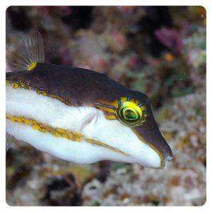 canthigaster-smithae