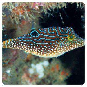 canthigaster-solandri