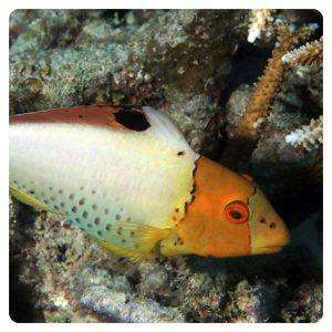 cetoscarus-bicolor