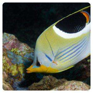 chaetodon-ephippium