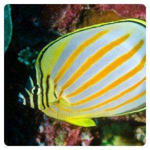 chaetodon-ornatissimus