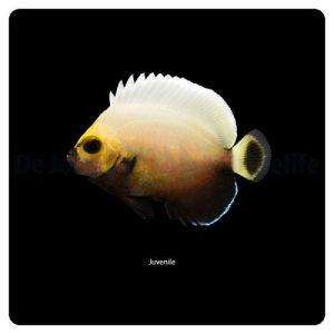 Chaetodontoplus conspicillatus T.B.