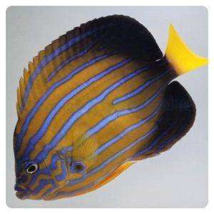 chaetodontoplus_septentrionalis
