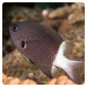 chromis-margaritifer