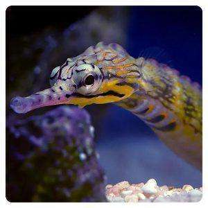 corythoichtys-intestinalis