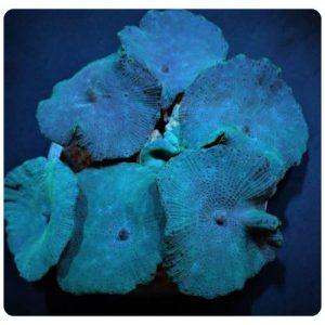 Discosoma coeruleus