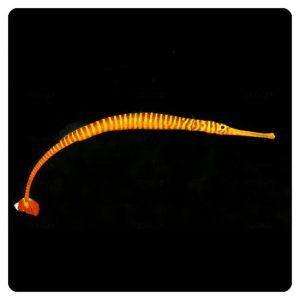 doryrhamphus-multiannulatus