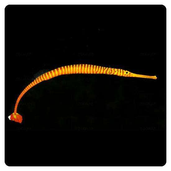 doryrhamphus-multiannulatus