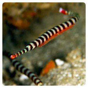 dunckerocampus-dactyliophorus